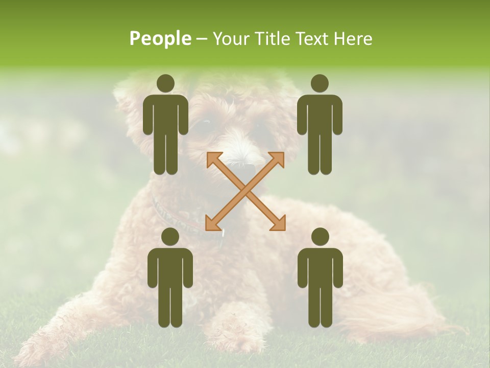 Cute Lying Poodle PowerPoint Template
