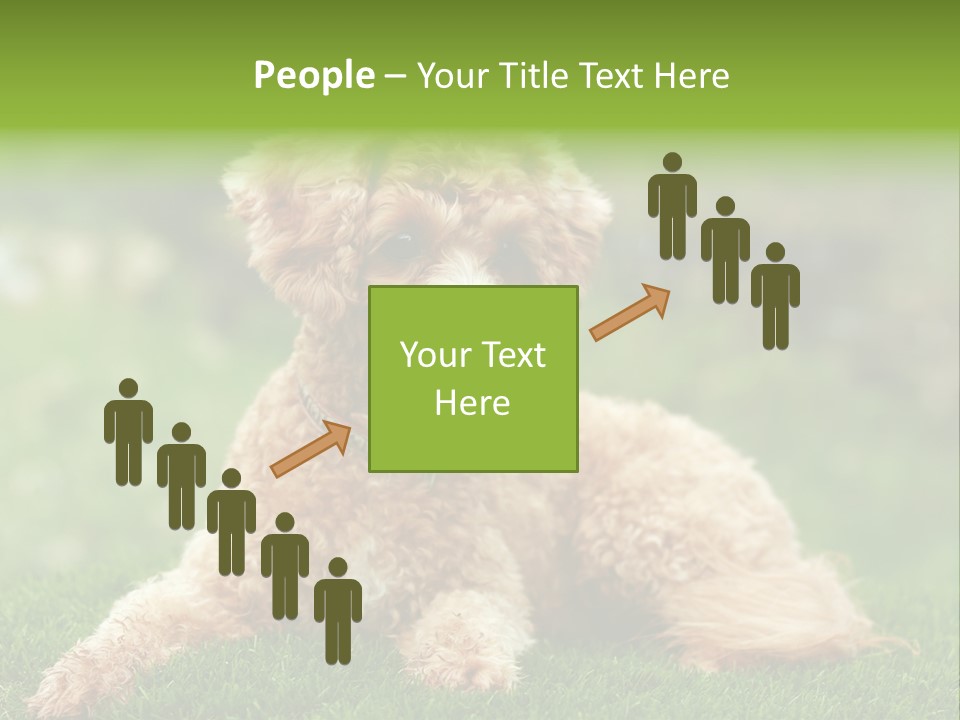 Cute Lying Poodle PowerPoint Template