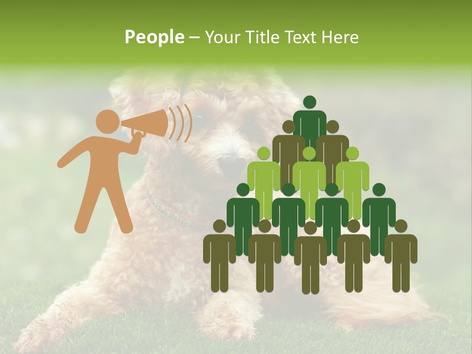 Cute Lying Poodle PowerPoint Template