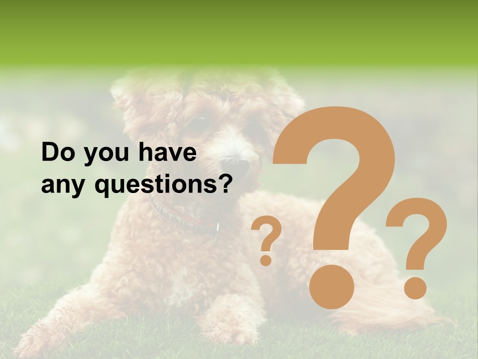 Cute Lying Poodle PowerPoint Template