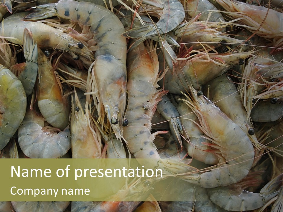 Shellfish Animals Raw PowerPoint Template