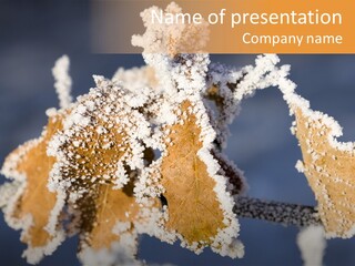 Rime White Frost PowerPoint Template