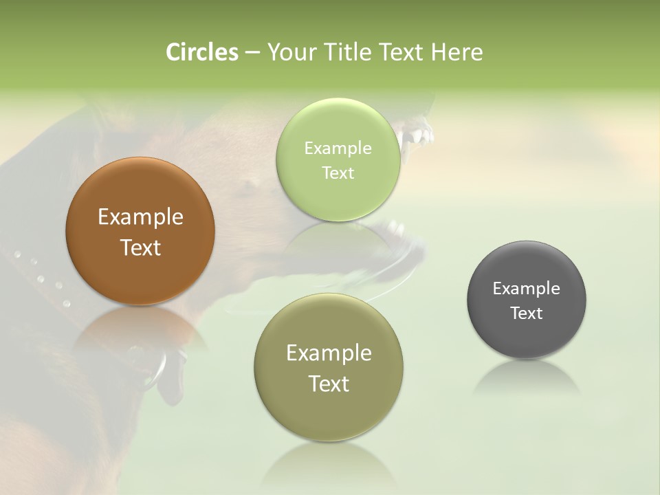 Angry Ear Savage PowerPoint Template