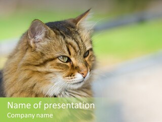 Habitat Veterinary Look PowerPoint Template