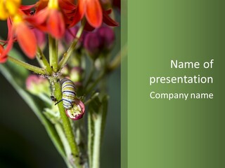 Lepidoptera Monarch Bloodflower PowerPoint Template