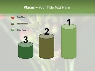 Lepidoptera Monarch Bloodflower PowerPoint Template