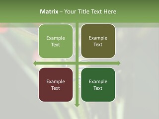 Lepidoptera Monarch Bloodflower PowerPoint Template