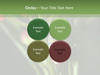 Lepidoptera Monarch Bloodflower PowerPoint Template