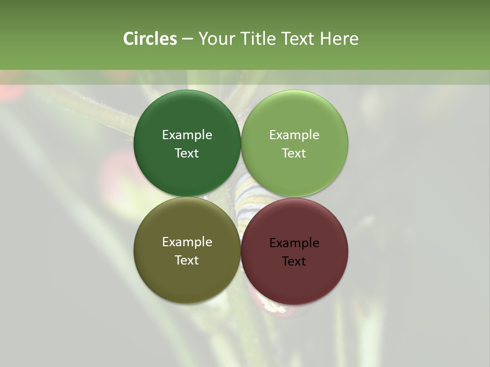 Lepidoptera Monarch Bloodflower PowerPoint Template