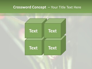 Lepidoptera Monarch Bloodflower PowerPoint Template