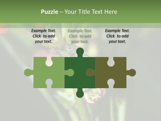 Lepidoptera Monarch Bloodflower PowerPoint Template