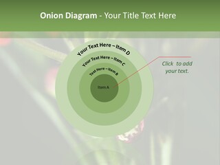 Lepidoptera Monarch Bloodflower PowerPoint Template