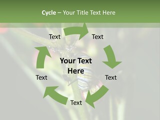 Lepidoptera Monarch Bloodflower PowerPoint Template