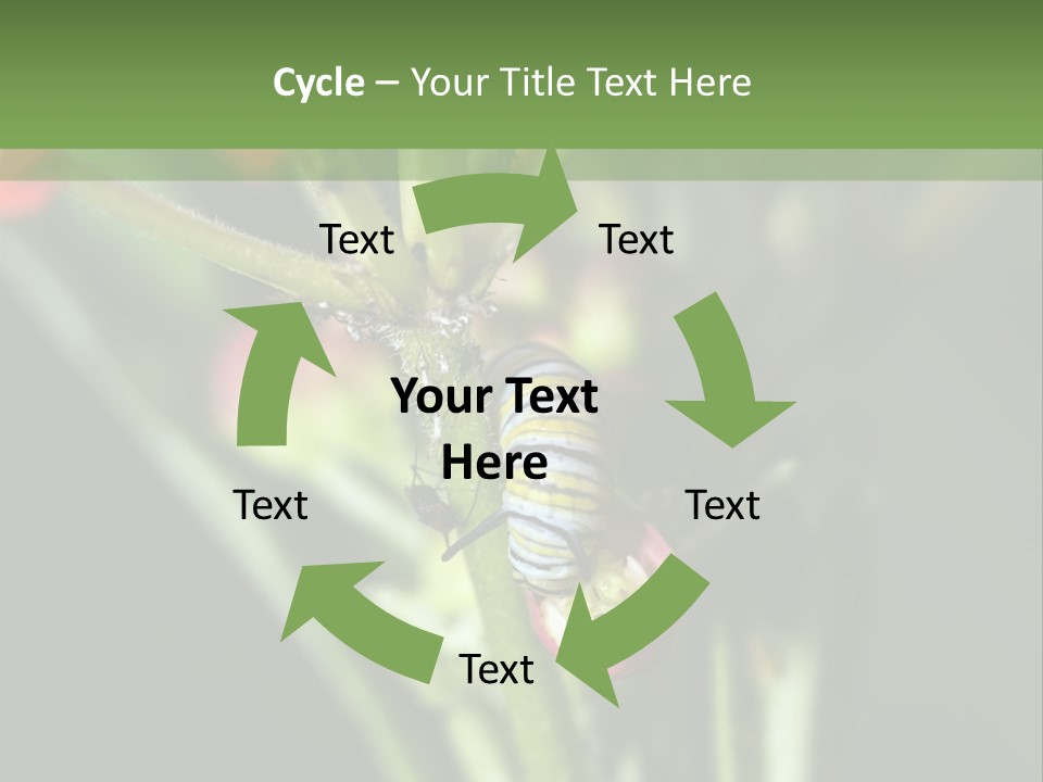 Lepidoptera Monarch Bloodflower PowerPoint Template