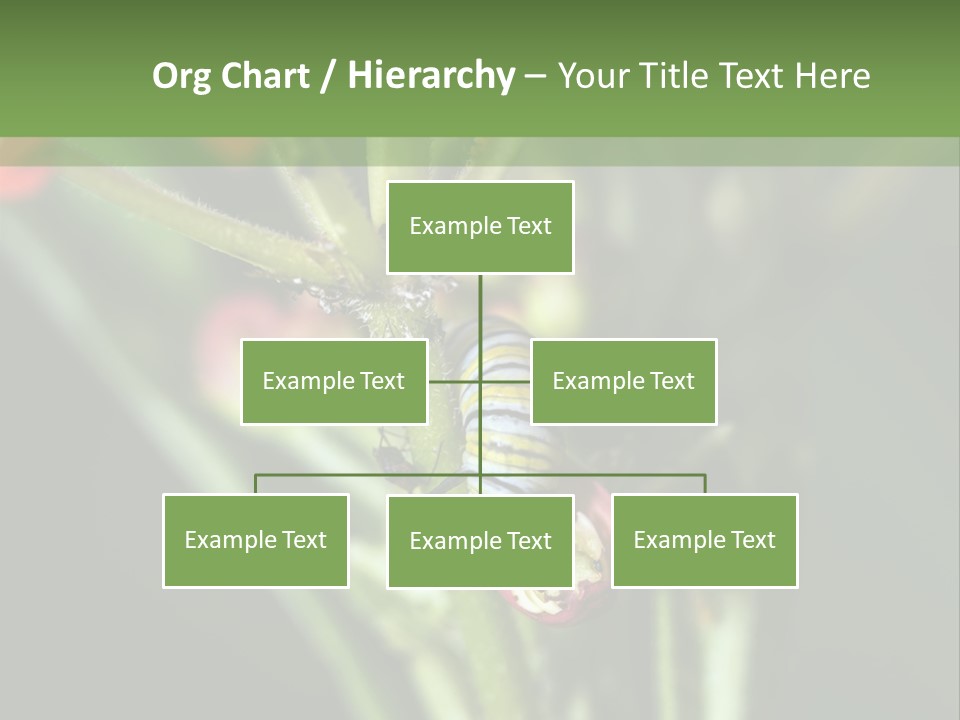Lepidoptera Monarch Bloodflower PowerPoint Template