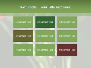 Lepidoptera Monarch Bloodflower PowerPoint Template