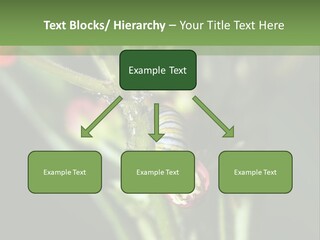 Lepidoptera Monarch Bloodflower PowerPoint Template