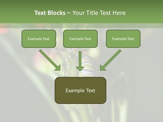 Lepidoptera Monarch Bloodflower PowerPoint Template