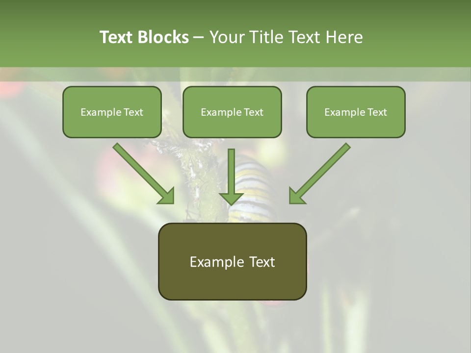 Lepidoptera Monarch Bloodflower PowerPoint Template