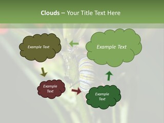 Lepidoptera Monarch Bloodflower PowerPoint Template