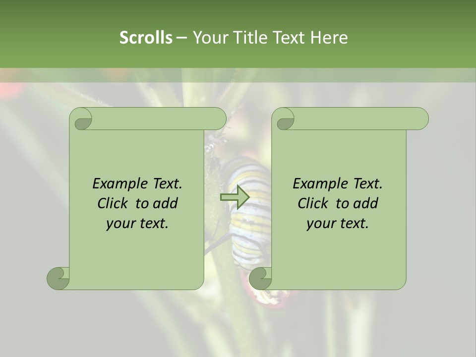 Lepidoptera Monarch Bloodflower PowerPoint Template