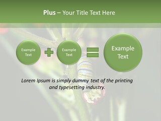 Lepidoptera Monarch Bloodflower PowerPoint Template