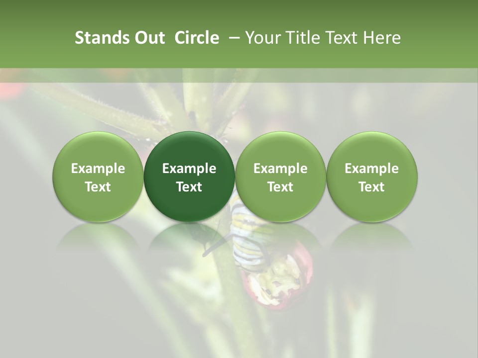 Lepidoptera Monarch Bloodflower PowerPoint Template