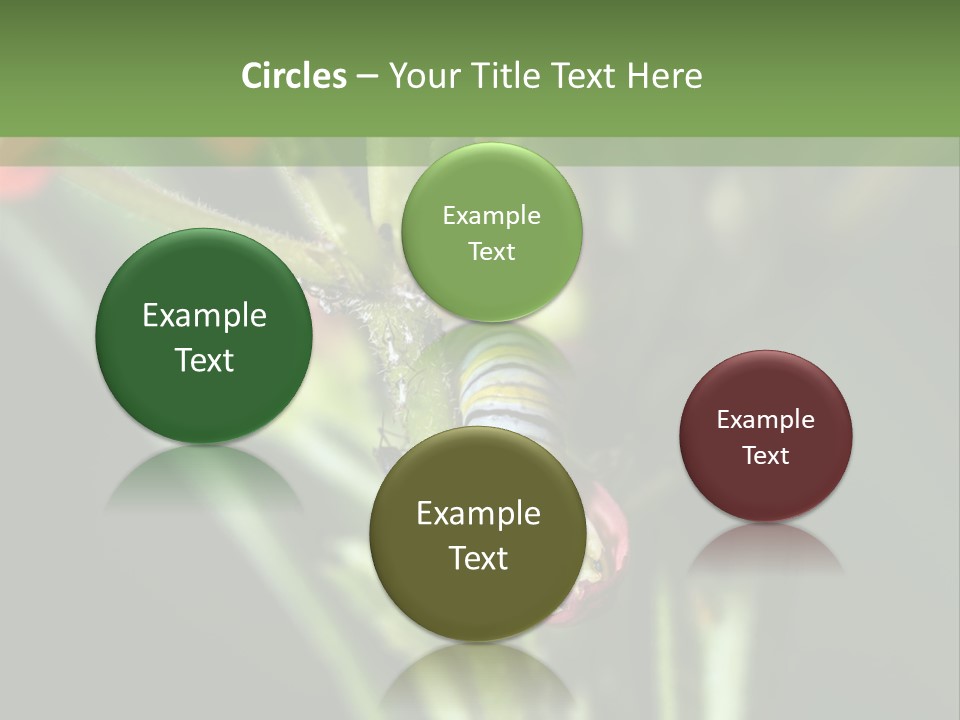 Lepidoptera Monarch Bloodflower PowerPoint Template