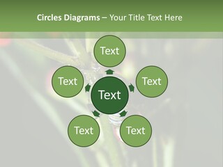 Lepidoptera Monarch Bloodflower PowerPoint Template