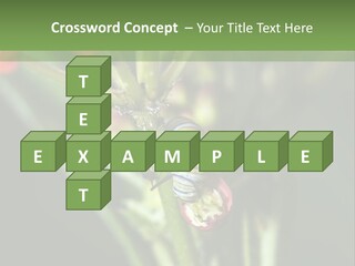 Lepidoptera Monarch Bloodflower PowerPoint Template