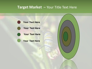 Lepidoptera Monarch Bloodflower PowerPoint Template