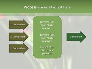 Lepidoptera Monarch Bloodflower PowerPoint Template