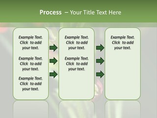 Lepidoptera Monarch Bloodflower PowerPoint Template