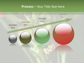 Lepidoptera Monarch Bloodflower PowerPoint Template