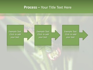 Lepidoptera Monarch Bloodflower PowerPoint Template