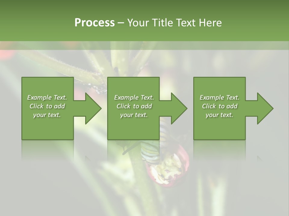 Lepidoptera Monarch Bloodflower PowerPoint Template