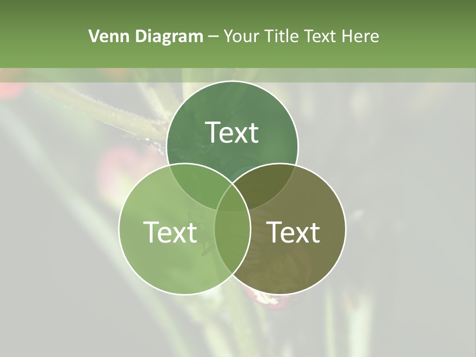 Lepidoptera Monarch Bloodflower PowerPoint Template