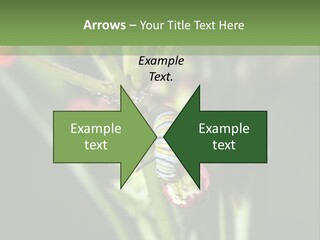 Lepidoptera Monarch Bloodflower PowerPoint Template