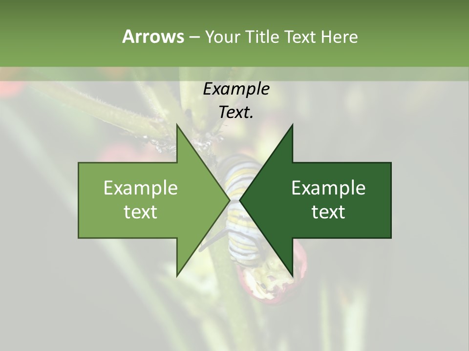 Lepidoptera Monarch Bloodflower PowerPoint Template