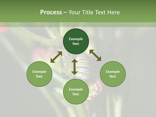 Lepidoptera Monarch Bloodflower PowerPoint Template