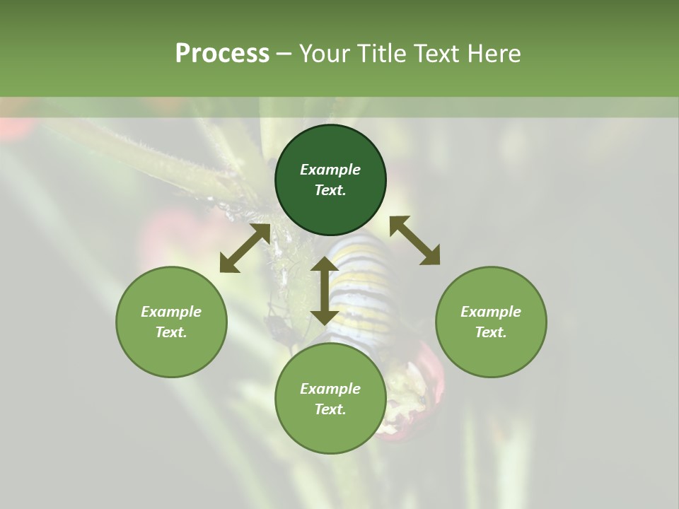 Lepidoptera Monarch Bloodflower PowerPoint Template