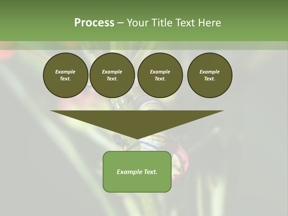 Lepidoptera Monarch Bloodflower PowerPoint Template