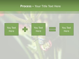 Lepidoptera Monarch Bloodflower PowerPoint Template