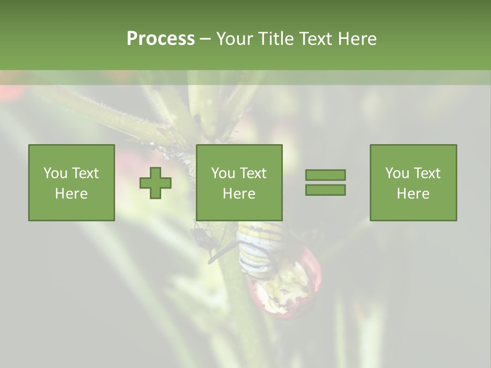 Lepidoptera Monarch Bloodflower PowerPoint Template