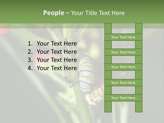 Lepidoptera Monarch Bloodflower PowerPoint Template