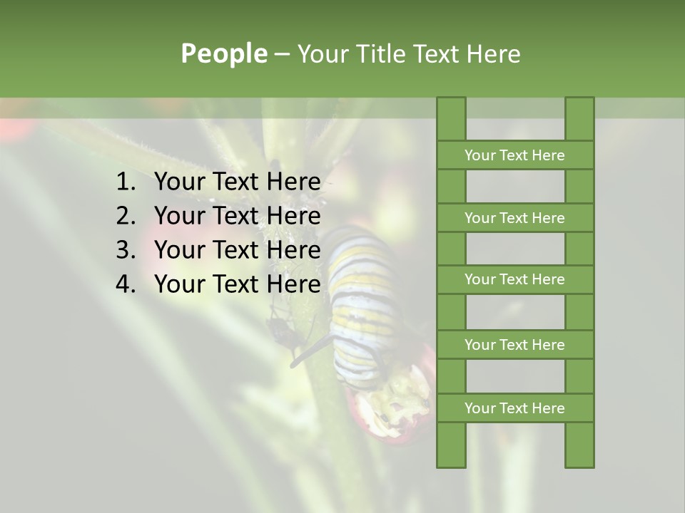 Lepidoptera Monarch Bloodflower PowerPoint Template