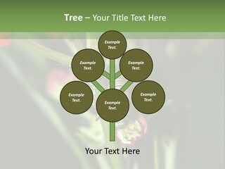 Lepidoptera Monarch Bloodflower PowerPoint Template