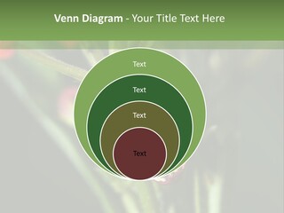 Lepidoptera Monarch Bloodflower PowerPoint Template