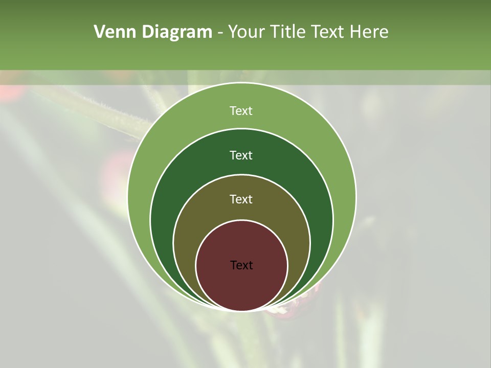 Lepidoptera Monarch Bloodflower PowerPoint Template