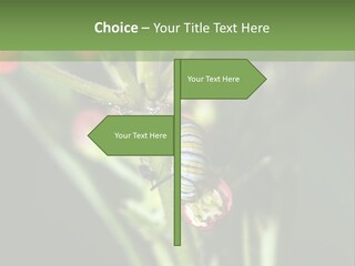 Lepidoptera Monarch Bloodflower PowerPoint Template